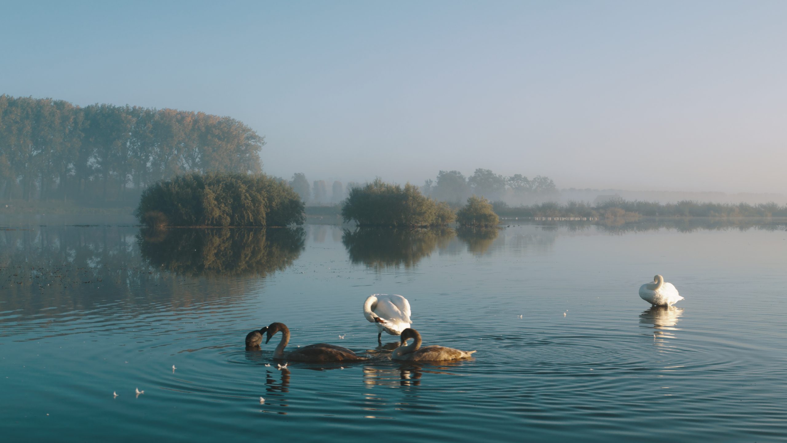 De biesbosch natuur in beweging_1.27.1