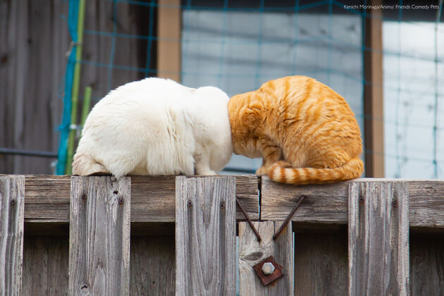 1. OVERALL WINNER & Cat Category Winner_Kenichi Morinaga_Boom Boom