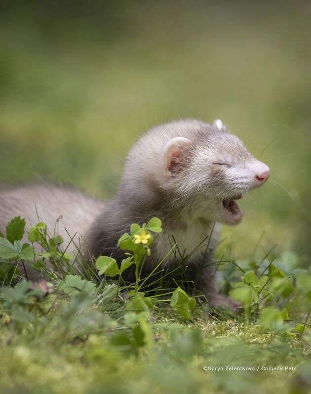 3. All Other Creatures Category Winner Darya-Zelentsova_The-first-outdoor-walk copy