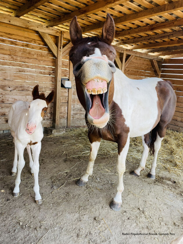 4. Horse Category Winner_Radim Filipek_Happy, Happy Horses!