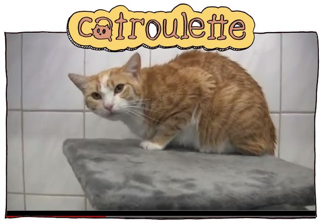 de-opvolger-van-chatroulette-is-catroule.jpg