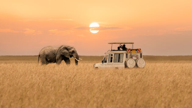 dieren-afrika