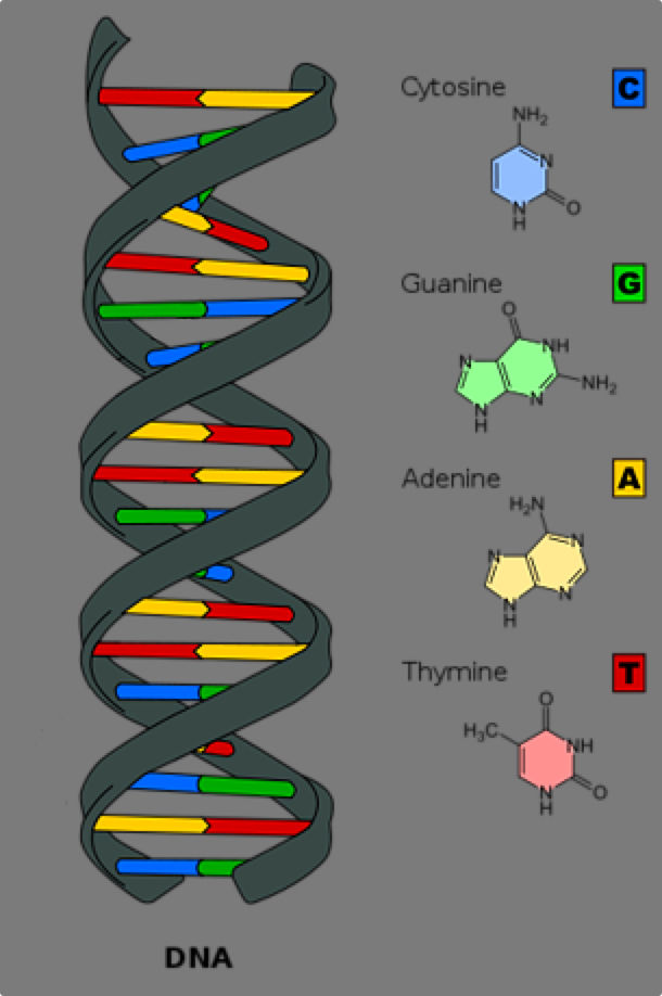 DNA