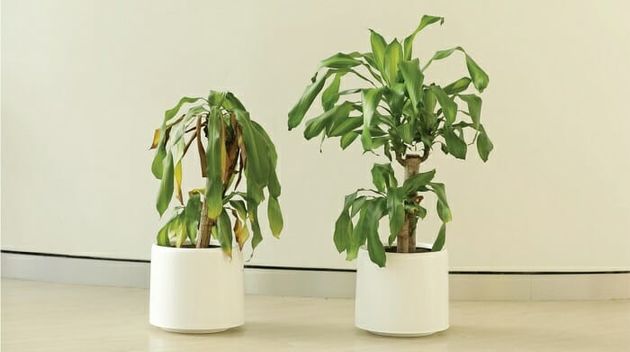 experiment-plant-ikea-2