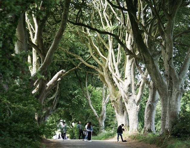 game-of-thrones-dark-hedges.jpeg