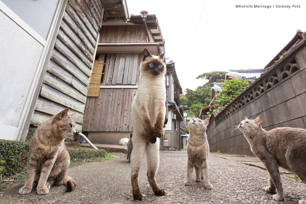 Highly Commended Kenichi-Morinaga_Football-free-kick copy