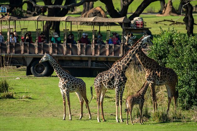 <i>Kilimanjaro Safaris</i>