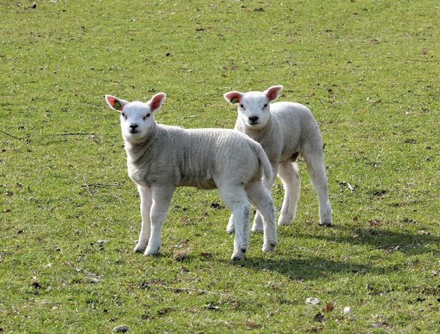 lammetjes-aaien-pasen