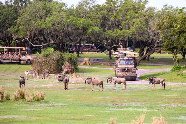 <i>Kilimanjaro Safaris</i>