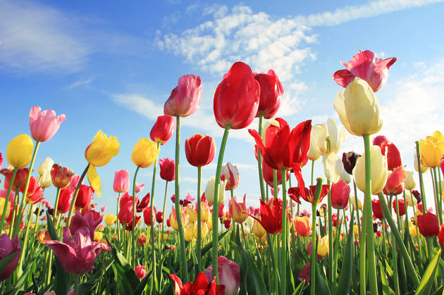 tulpen-nederland