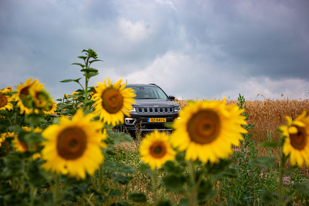 Aan zonnebloemen geen gebrek in Frankrijk